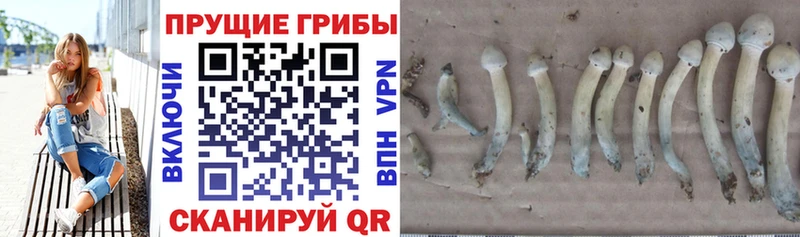 Галлюциногенные грибы мицелий  закладка  Касимов 